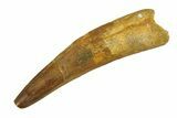 Real Fossil Spinosaurus Tooth - Large Dinosaur Tooth #351508-1